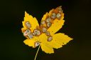 javorov list ::: Maple leaf/18-edit.jpg/353
