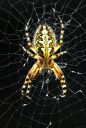 hrastovolistni pajek ::: Oak Leaf Spider/paj_002a_1ds.jpg/261
