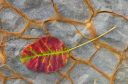 rujev list ::: Smoke Tree Leaf/vz_032_1ds.jpg/265