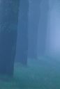 drevored ::: Trees/vz_060_1ds.jpg/271