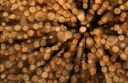 drva ::: Wood Logs/vz_075_1ds.jpg/272