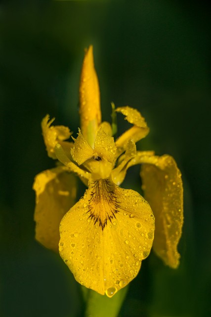 yellow iris
