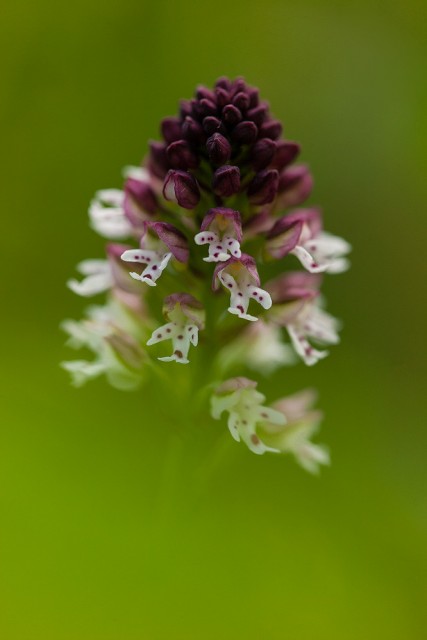 wild orchid