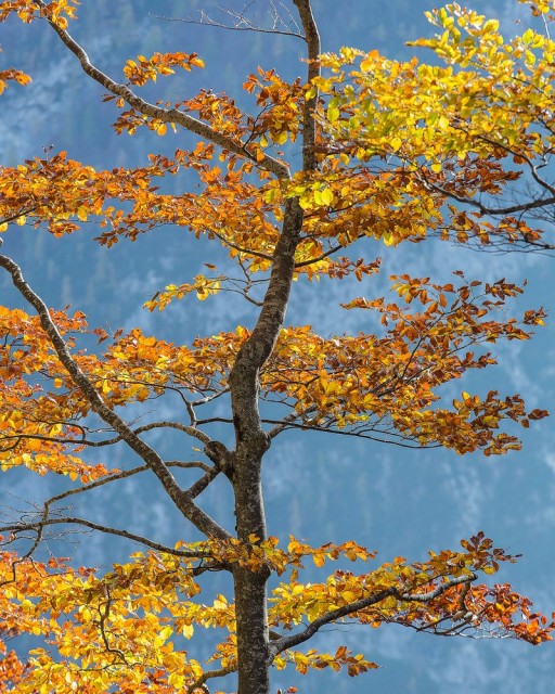 Beech tree in full display