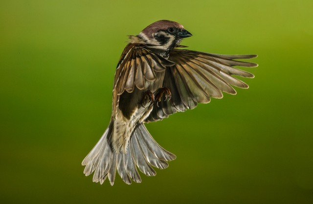 tree sparrow