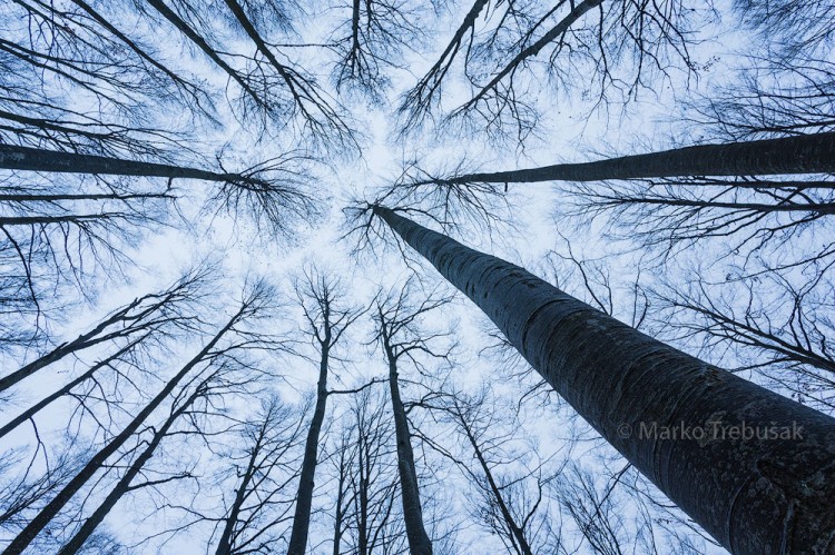 bearch forest